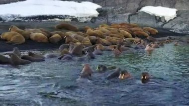 Kuzey Buz Denizi aero görünümü yeni dünya üzerindeki walruses çöl arka plan üzerinde kıyıları.
