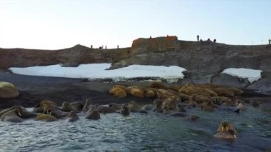 Kuzey Buz Denizi Sahili helikopter aero görünümünde walruses ve insanlar çevreciler.