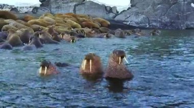 Morslar kıyıları ve su yeni dünya üzerindeki Arktik Okyanusu aero görünümünün.