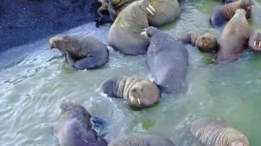 Arktik Okyanusu helikopter aero görünümün Yeni Dünya'yem üsteki morslar, sakin ol.