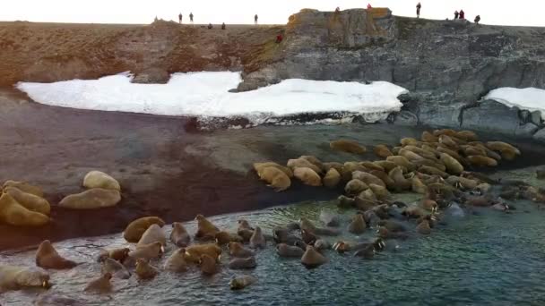 Walrussen op de oevers van de Noordelijke IJszee aero uitzicht op New Earth Vaigach Island. — Stockvideo