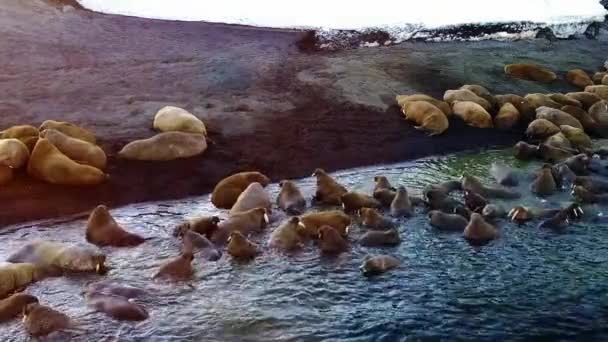 Morsas en las orillas y en el agua del Océano Ártico vista aérea en la Nueva Tierra . — Vídeos de Stock