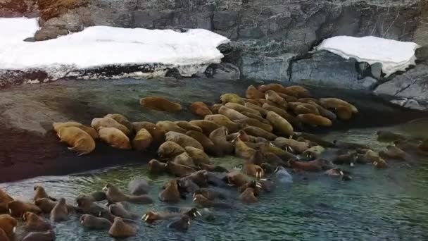 Morsas en las orillas y en el agua del Océano Ártico vista aérea en la Nueva Tierra . — Vídeo de stock