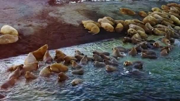 Walrusesin Vista aérea del helicóptero ártico en la Nueva Tierra Vaigach Island . — Vídeos de Stock