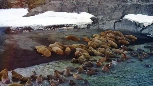 Walrosse am Ufer des arktischen Ozeans Aero-Blick auf neue Erde russischen Norden. — Stockvideo