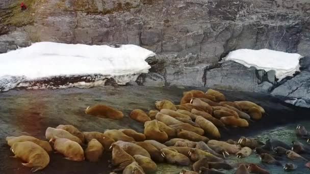 Walrosse am Ufer des arktischen Ozeans einzigartige Video-Aero-Ansicht auf der neuen Erde. — Stockvideo