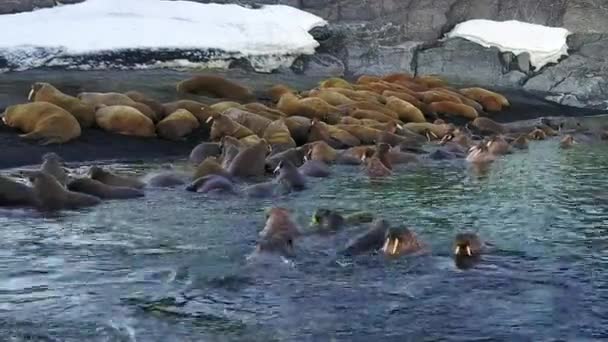 Walrussen op achtergrond van woestijn oevers Noordelijke IJszee aero uitzicht op de nieuwe aarde. — Stockvideo