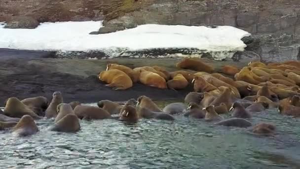 Walrussen op achtergrond van wildernis Noordelijke IJszee aero uitzicht op de nieuwe aarde. — Stockvideo