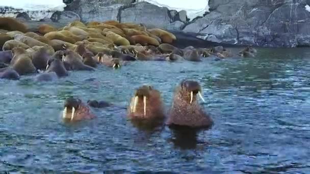 Walruses rannoilla ja veden Jäämeren aero näkymä Uudessa Maassa . — kuvapankkivideo