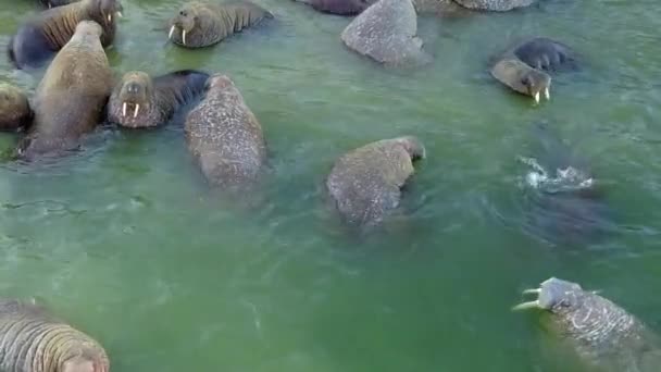 Relax of walruses on fodder base of Arctic Ocean copter aero view on New Earth. — Stock Video