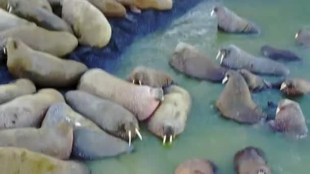 Group of walruses on coastand wter of Arctic Ocean aero view on New Earth. — Stock Video