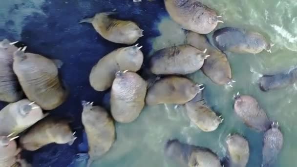 Walrussen pinniped zoogdieren in water van de Noordelijke IJszee aero uitzicht op de nieuwe aarde. — Stockvideo