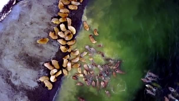 Walrosse vor dem Hintergrund der Wüste Arktischer Ozean Aero-Blick auf neue Erde. — Stockvideo