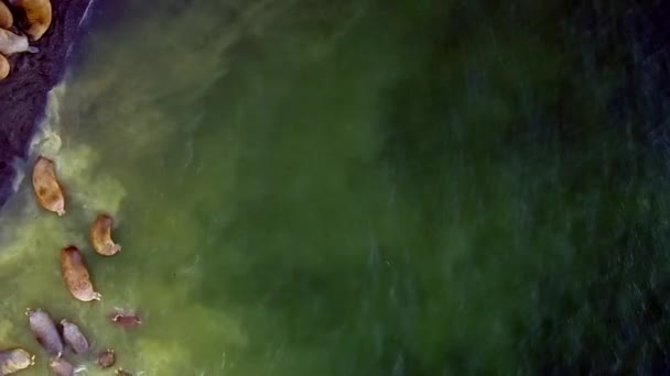 Valrossar på bakgrund av öknen shores ishavet aero syn på nya jorden. — Stockvideo