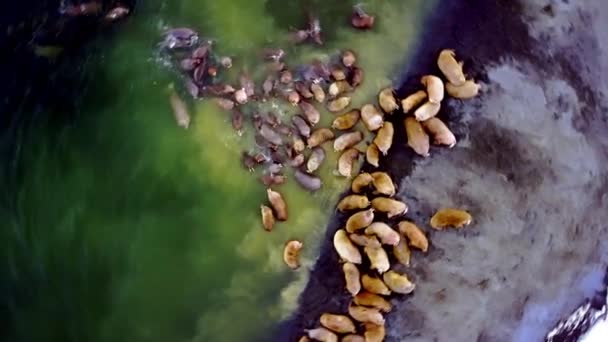 Walrosse vor dem Hintergrund der Wüste Arktischer Ozean Aero-Blick auf neue Erde. — Stockvideo