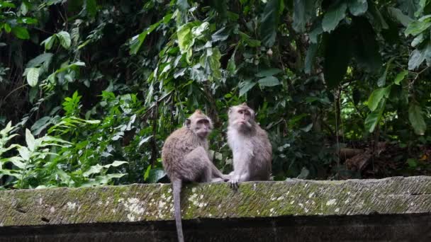 Mono atrapa pulgas de su amigo en la selva de Bali . — Vídeos de Stock