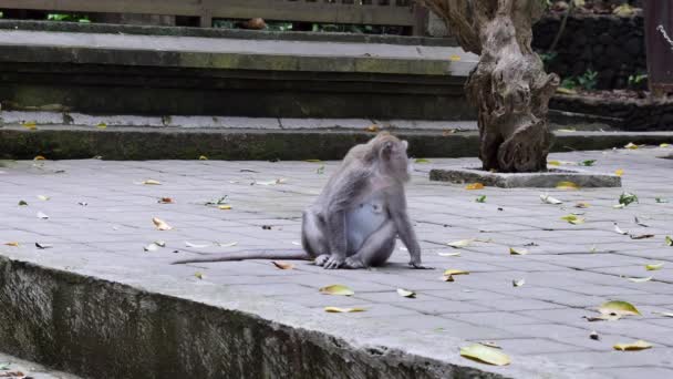 Monkey sitting and eating leaves in Bali.