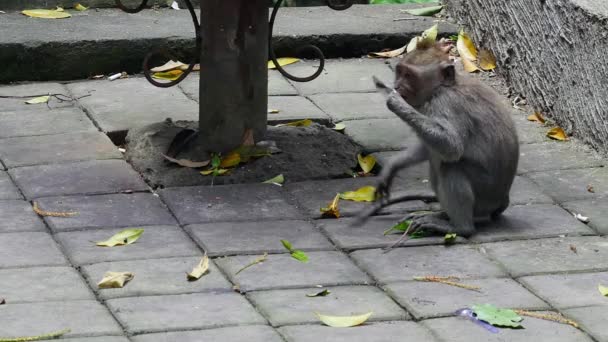 Singe mangeant des feuilles à Bali . — Video