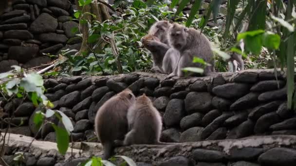 Aap in kokosnoot in Bali eten. — Stockvideo