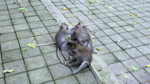 Monkey baby with family in Bali.