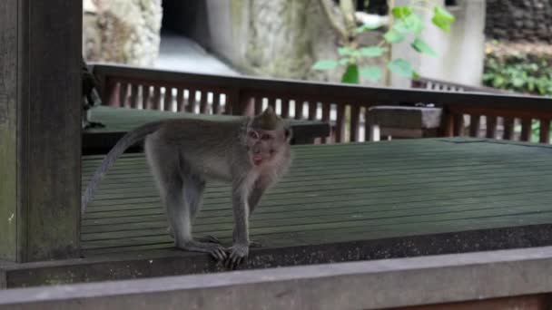 Macacos jogando em Bali . — Vídeo de Stock