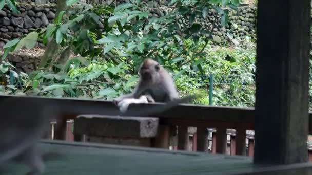 Affen essen in bali. — Stockvideo