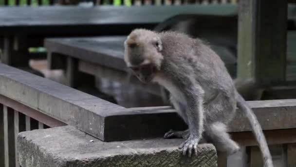 Macacos jogar em Bali . — Vídeo de Stock