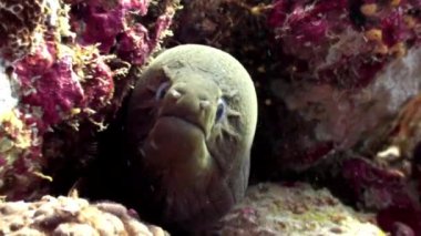 Müren balığı su altında Maldivler mercan resif deniz yatağı üzerinde.