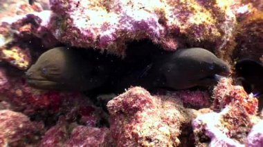 İki Müren balığı su altında Maldivler mercan resif deniz yatağı üzerinde.