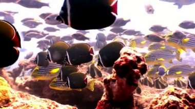 Çizgili balık ve deniz dibinin Maldivler doğum lucian sualtı Okulu.