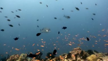 Deniz ve okyanus sualtı doğal akvaryum balık sürüsü.