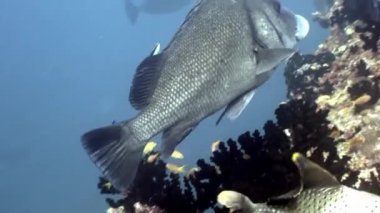 Maldivler muhteşem deniz dibinin arka plan üzerinde sualtı sakinleri.