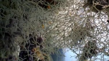 Maldivler muhteşem deniz dibinin arka plan üzerinde sualtı sakinleri.