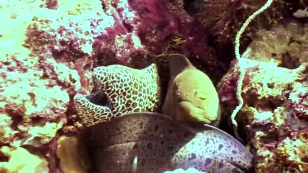 Manchado enguia moray e seu amigo subaquático no recife de coral fundo do mar em Maldivas . — Vídeo de Stock