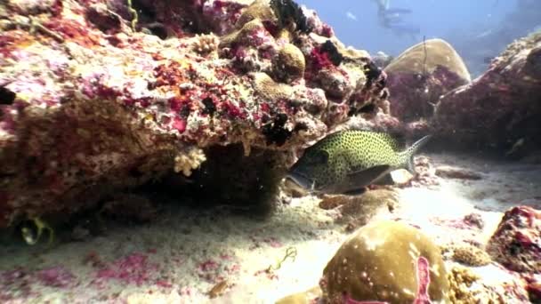 Pesce maculato giallo sott'acqua sullo sfondo di incredibili fondali alle Maldive . — Video Stock
