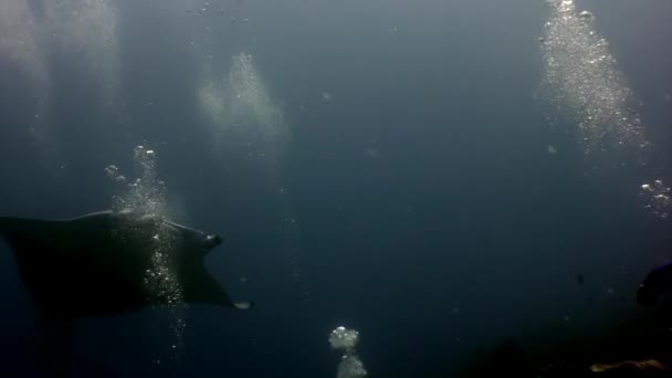 Buceador y pez rampa gigante Manta ray nadando profundo bajo el agua . — Vídeos de Stock