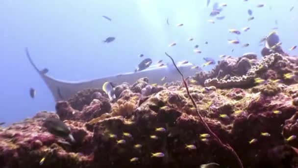 Peces gigantes de la rampa de Manta ray sobre fondo de reflexión solar bajo el agua Maldivas . — Vídeo de stock