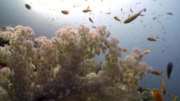 School van vissen onderwater op achtergrond van zon reflectie en koraal in Maldiven. — Stockvideo