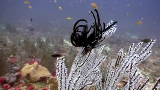 Чорний морська Лілія Crinoidea класу голкошкірих під водою на морському дні на Мальдівах. — стокове відео