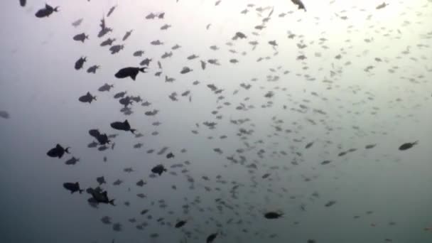 School of fish underwater on background of sun reflection n Maldives. — Stock Video