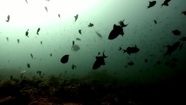Escuela de peces bajo el agua sobre fondo de reflexión solar en Maldivas . — Vídeos de Stock