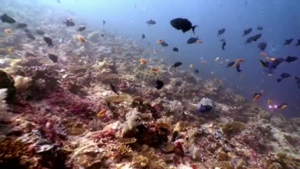 Většina škol mnoha ryb pod vodou na pozadí z mořského dna v Maledivách. — Stock video