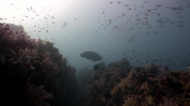 Escuela de peces bajo el agua sobre fondo de reflexión solar en Maldivas . — Vídeo de stock