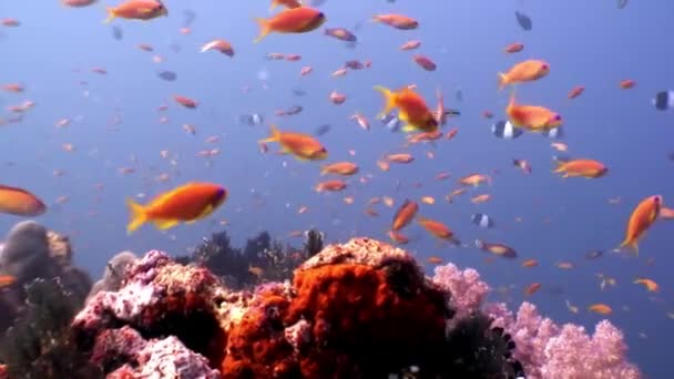 School of bright fish underwater on background of amazing seabed in Maldives. — Stock Video