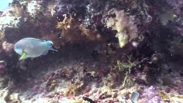 水中の魚は、モルディブで海底にサンゴを食べるオウムします。. — ストック動画