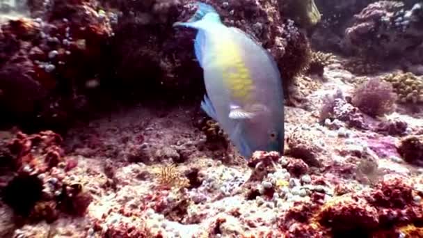 Papegojfiskar under vattnet äter coral på havsbotten i Maldiverna. — Stockvideo