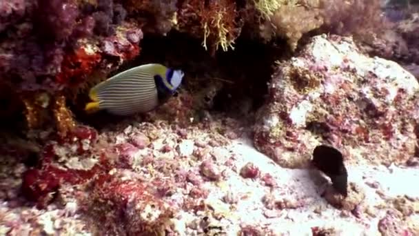 Hermoso pescado increíble bajo el agua en el fondo del fondo marino en Maldivas . — Vídeo de stock