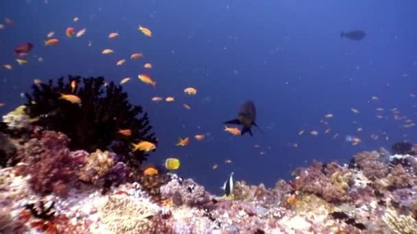 Schwärme heller Fische unter Wasser vor dem Hintergrund des erstaunlichen Meeresbodens auf den Malediven. — Stockvideo