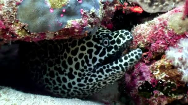 Morena manchada bajo el agua en los fondos marinos de los arrecifes de coral en Maldivas . — Vídeo de stock