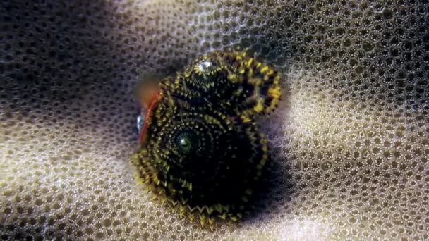 Ver de mer sur corail sous-marin fonds marins étonnants aux Maldives . — Video